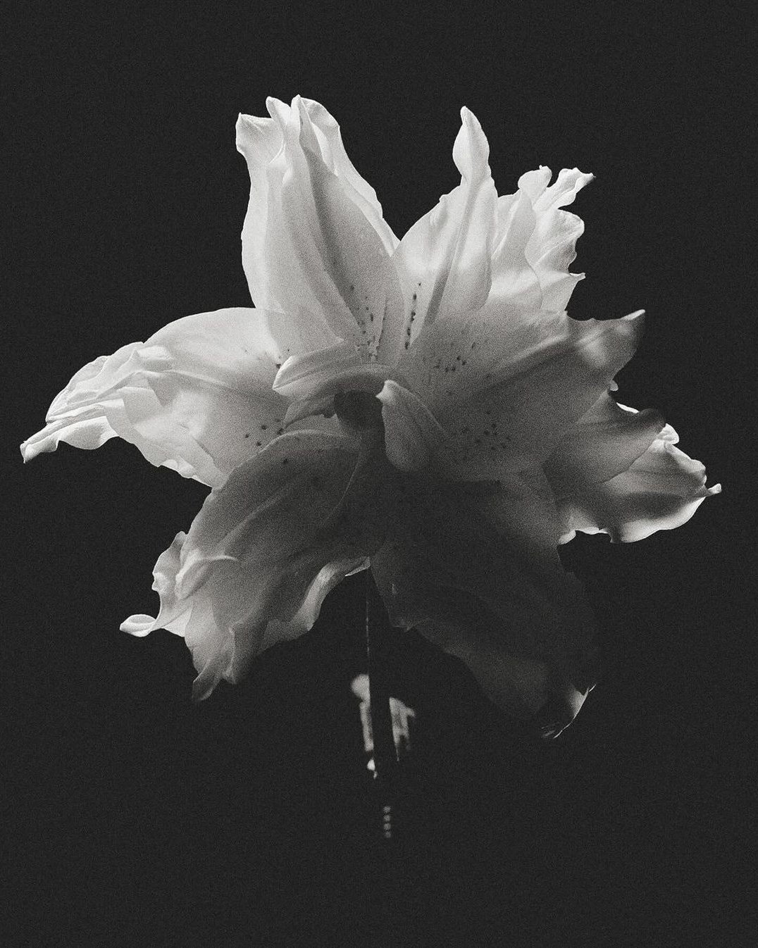 Univers Bloom — design digital
